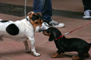 two dogs meeting