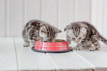 Two small gray kittens drinking water from bowl.