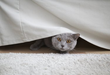 cat hiding under sofa