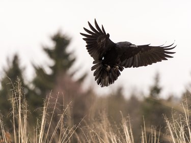 Beautiful Raven [Corvus Corax] in flight over scrubland