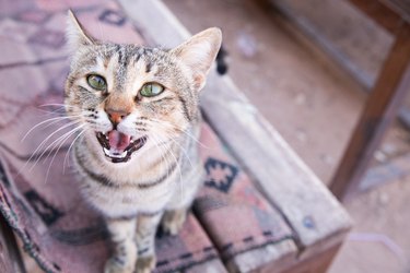 Cat sitting on a bench in Petra, Jordan