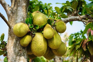 jackfruit istock credit gettyimages