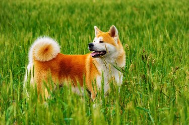 Dog in a field with tall grass. Akita Inu japan