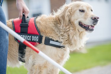 Service dog outside