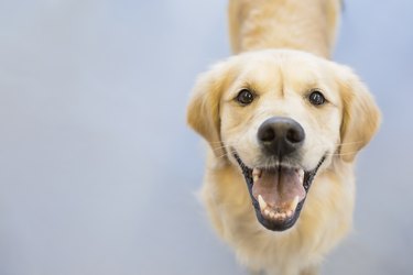Portrait of smiling Golden Retriever