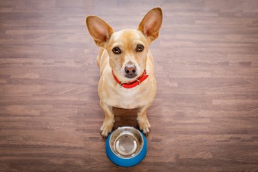 hungry dog with food bowl