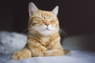 Happy sleeping ginger cat