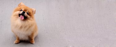 Cute little Pomeranian dog on a gray background with copy space.