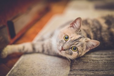 Gray cat with green eyes laying down and looking at the camera.