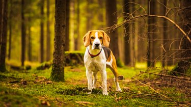 The beagle dog sitting in autumn forest. Portrait with shallow background