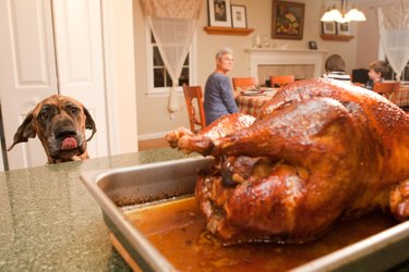 Dog with Thanksgiving turkey