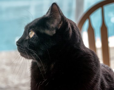 Profile of Bombay cat head