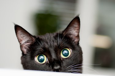 black and white cat with white mustache