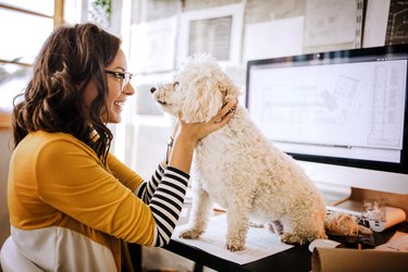Architect stroking cute dog at pet friendly office