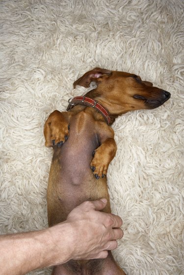 Dachshund Getting Belly Rubbed on Shag Carpeting