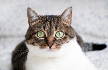 Portrait of cat lying on bed and staring into camera