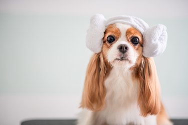 Cavalier King Charles Spaniel dog grooming session