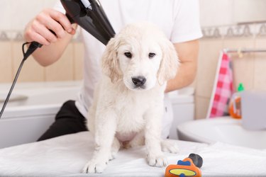 man grooming of his dog at home