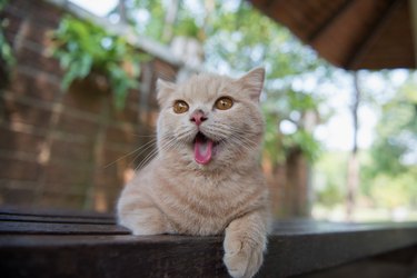 Cute cat stick out his tongue in the garden