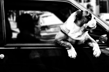 Dog Looking Through Car Window in black and white photo