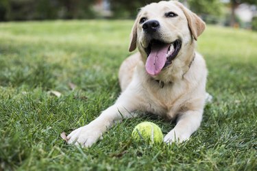 how can i treat my dogs grass allergy