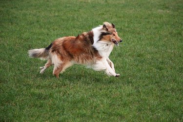 running brown collie