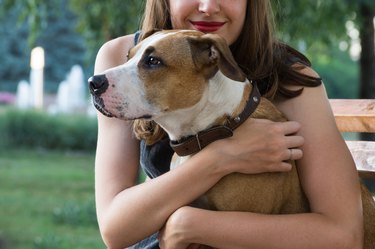 Young female sits on a bench and hugs her lovely staffordshire terrier dog on a warm summer day