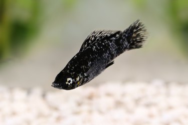 Spotted Black Molly Poecilia sphenops vetiprovidentiae aquarium fish