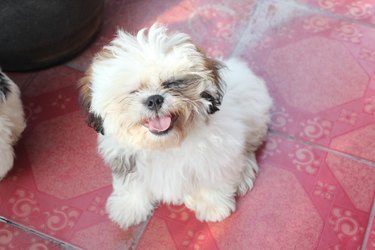 Happy Shihtzu puppy