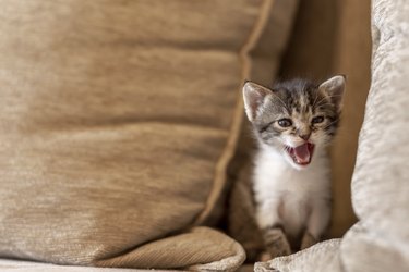 Kitten meowing on a sofa