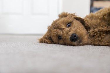 Goldendoodle Puppy at Home