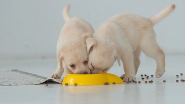 Two labrador puppy funny eat in a yellow bowl on a floor