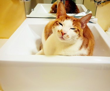 Contented ginger-and-white cat relaxes in bathroom hand basin