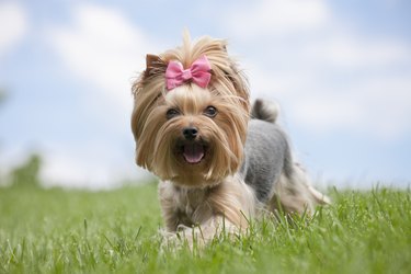 Yorkshire Terrier dog wearing a bow