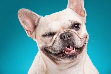 French bulldog isolated over blue background