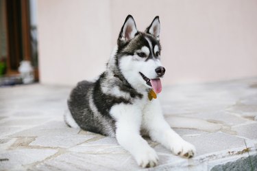 Husky puppy breathing store fast