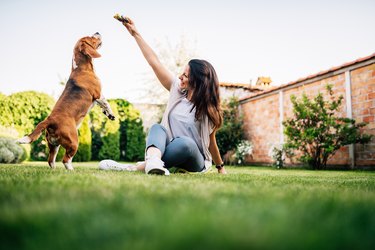 Beautiful woman giving food to dog from her hand.
