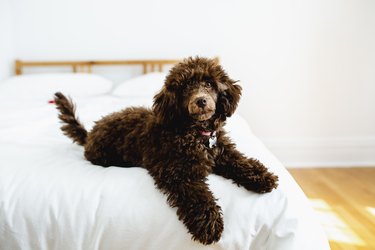 Baby Poodle dog