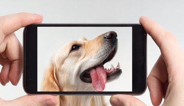 can dogs look at phone screens