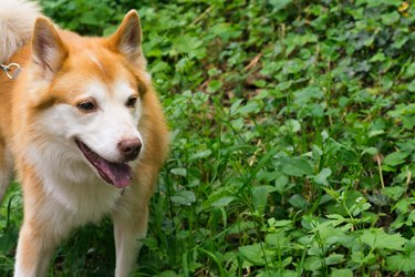 Icelandic Sheepdog Typical Home Pet Walking Around Daytime Stroll Park Happy Tongue Cute Pretty Animal