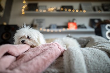 Cute dog lying on a sofa at home