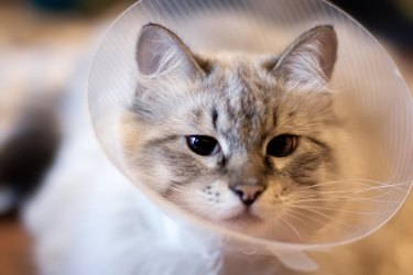 Cat recovering from spaying or neuturing