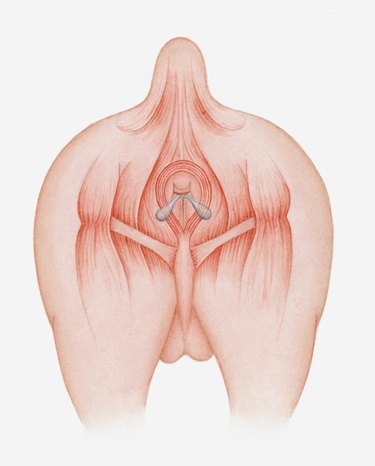 Illustration of dog's anal sacs (or anal glands)