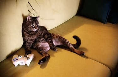 cat on couch with video game controller