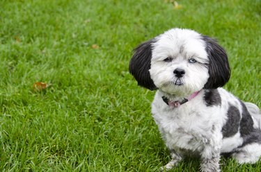 Shih store poo kennel