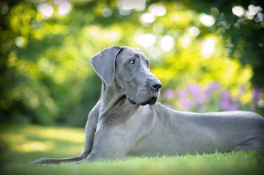 Great Dane lying on the grass