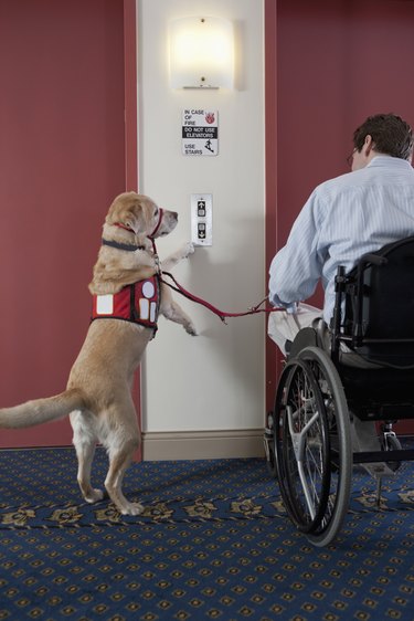 Service dog pushing button for elevator with a man in a wheelchair