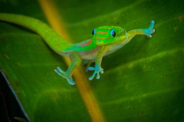 holes movie yellow spotted lizard