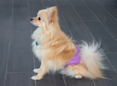 Pomeranian dog in pee diaper to keep him from peeing in the house