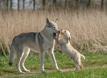 Friendship between Labrador retriever puppy and Czechoslovakian wolf dog.